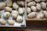 Seed potatoes 'Maris Piper' second early variety and 'Arran Pilot' first early variety