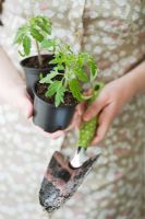Woman holding trowel and tomato seedlings   F1 'Shirley'