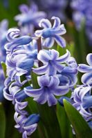 Hyacinthus 'Perle Brilliant'