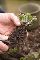 Repotting and dividing a Hepatica. Trimming roots - Demonstrated by John Massey, Ashwood Nurseries