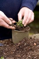 Repotting and dividing a Hepatica. Placing in pot and adding soil - Demonstrated by John Massey, Ashwood Nurseries