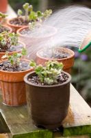 Repotting and dividing a Hepatica. Watering in - Demonstrated by John Massey, Ashwood Nurseries