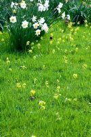 Primula veris - Cowslips in the grass with Narcissus and Fritillarias on edge of orchard at Little Becketts, Essex