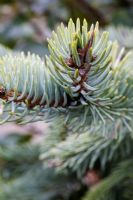 Picea pungens 'Hoopsii' - Colorado Spruce