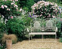 Decorative metal bench in summer garden with Rosa 'Fantin-Latour'