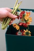 Spent flowers being added to kitchen waste bin for composting