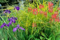 Mixed plants at edge of pond - Iris laevigata 'Variegata', Carex elata 'Aurea' and Primula pulverulenta 
