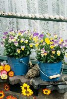 Mixed viola growing in tin buckets on a windowsill