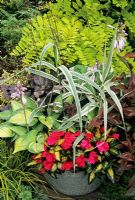 Bold contrasts of flowers and foliage in an emamel bowl - Arundo donax 'Variegata' with variegated New Guinea busy Lizzies, Hosta 'June', Heuchera 'Can-can' and Persicaria microcephala 'Red Dragon'. Robinia 'Frisia' behind