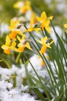 Narcissus - Daffodils with snow