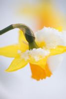Narcissus - Daffodil with snow