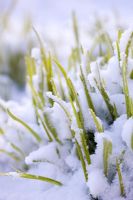Hemerocallis 'Corky' with snow