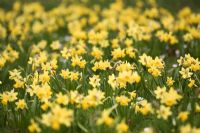 Narcessus 'Tete a Tete' - Daffodils 