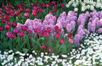 Mixed Spring border with Tulipa 'Lilac Perfection', Hyacinthus 'Splendid Cornelia' and Anemone blanda 'White Splendour'
