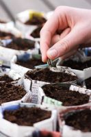 Making paper pots - Planting sunflower seed in recycled newspaper pot