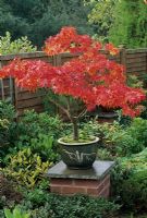 Acer palmatum 'Osakazuki' - Japanese Maple in an oriental style pot sitting on plinth