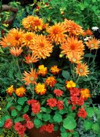 Colour themed summer container featuring Dahlia 'Autumn Fairy' as the centrepiece with Arctotis 'Flame', Tagetes and Tropaeolum majus 'Hermine Grashoff'