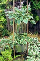 Hostas in two tier planter to deter slugs and snails, made from stainless steel washing machine drums and bamboo poles