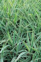 Phalaris arundinacea var 'Picta' - Reed Canarygrass
