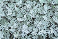 Artemisia stelleriana 'Boughton Silver' 