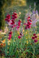 Gladiolus papilio 'Ruby' - Pettifers Garden, Oxfordshire