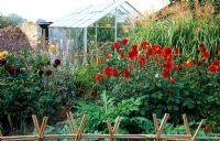 Cutting garden with Dahlias 'Arabian Nights' and 'Berger's Rekord' - Yews Farm, Somerset