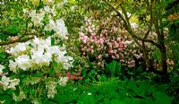Rhododendrons in the valley at Minterne Gardens, nr Dorchester, Dorset.