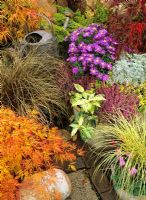 Late summer and autumn containers for foliage and flower colour - Acer palmatum dissectum 'Green Lace', Carex 'Jenneke' underplanted with 'Miracle' cyclamen, Calluna vulgaris 'Aphrodite', Aster Island Series 'Tonga', Leucothoe 'Rainbow' and Carex comans bronze