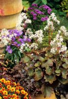Saxifraga fortunei 'Blackberry and Apple Pie' growing in a shallow bowl with Chrysanthemum
