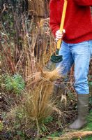 Using rake to tidy ornamental grasses 