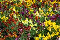 Mixed planting of Erysimum - Wallflowers