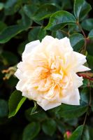 Rosa 'Gardenia'
