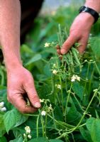 Phaseolus vulgaris - Harvesting French Beans