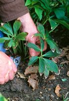 Removing old leaves from helleborus in late winter
