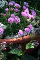 Armeria caespitosa 'Bevan's Variety' in large terracotta pot with beach pebbles