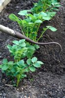 Solanum tuberosum 'Charlotte' - Using garden hoe to earth up organic Potatoes