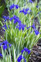 Iris laevigata 'Variegata' 