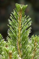 Pinus radiata 'Marshwood' 
