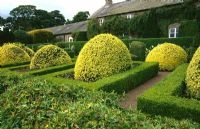 Domes of Buxus sempervirens 'Aureovariegata', clipped yew and ivy in the formal garden - Herterton House, Northumberland