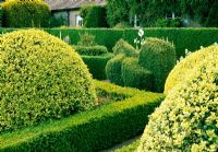 Domes of Buxus sempervirens 'Aureovariegata' surrounded  by Dicentra formosa contained within low hedges of Buxus semepervirens 'Suffruticosa' in the formal garden - Herterton House, nr Cambo, Morpeth, Northumberland