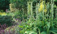 Veratrum, Verbascum and flowering Salvia in the physic garden - Herterton House, nr Cambo, Morpeth, Northumberland