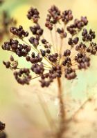 Ligusticum lucidum seedhead - Yews Farm, Martock, Somerset