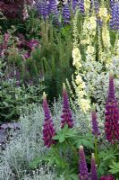 Lupin, Verbascum chaixii and Artemesia in the From Life to Life, A Garden for george The Material World charitable foundation and Olivia Harrison. Designer Yvonne Innes Chelsea Flower Show 2008