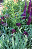 Allium albopilosum, Iris 'Langport Wren', purple Lupinus and Poppy buds
in The Bupa Garden, Design - Cleve West, Sponsor - Bupa, Gold Medal Winners at Chelsea Flower Show 2008