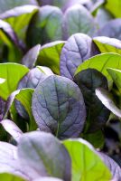 Brassica rapa 'Rubi F1' - Baby leaf Pak Choi 