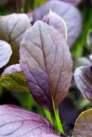 Red Komatsuna - Baby leaf 