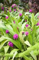 Tropical plant combination with Spathoglottis plicata - Purple grape orchid and Asparagus meyeri - Foxtail fern 