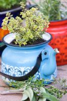 Old enamel tea pots planted with herbs - Thymus citriodorus