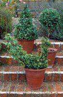 Ivy topiary in pots on steps