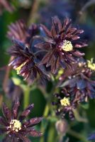 Aquilegia vulgaris var stellata 'Black Barlow'